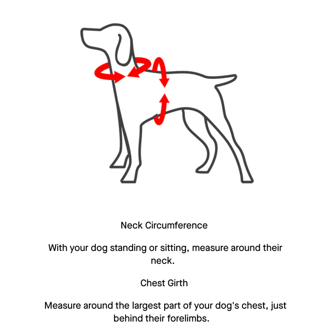 CANADA POOCH | Everything harness