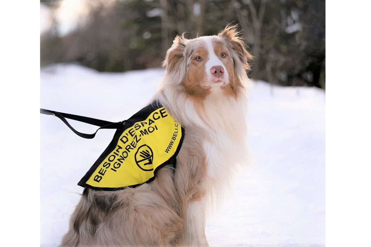 BELI | Dossard ''Besoin d'espace'' pour chiens. Nature Animale, votre référence en alimentation animale et sport canin à Mascouche.