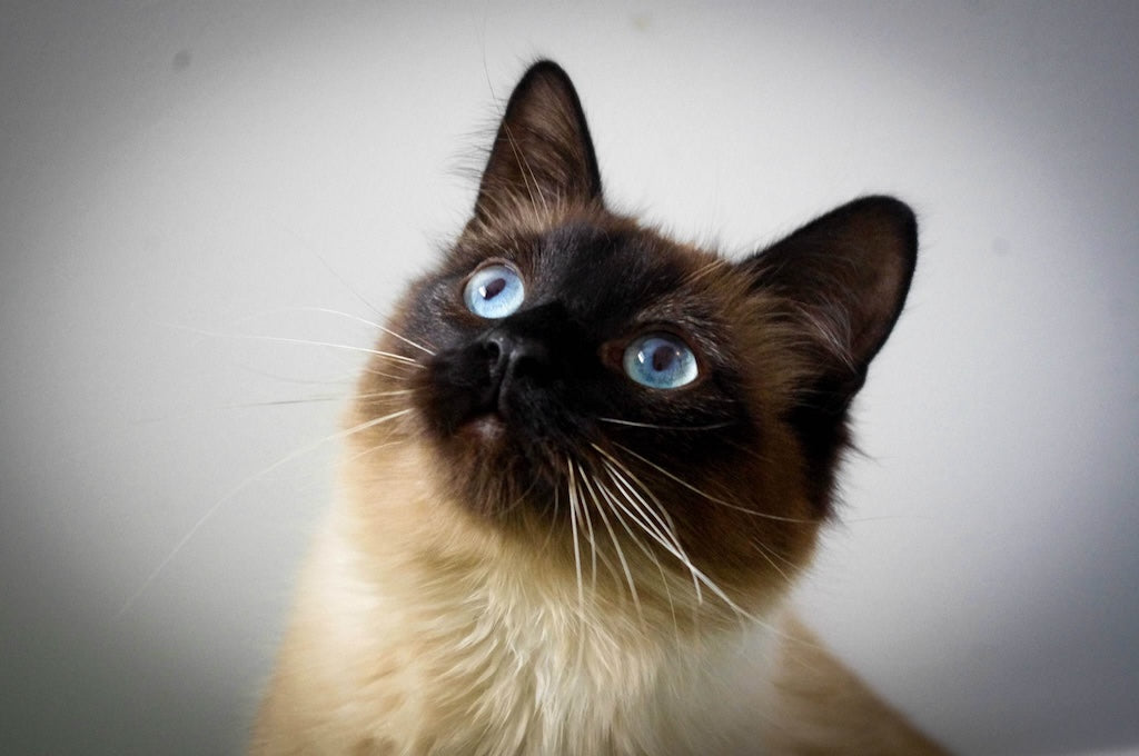 Les fontaines pour chats