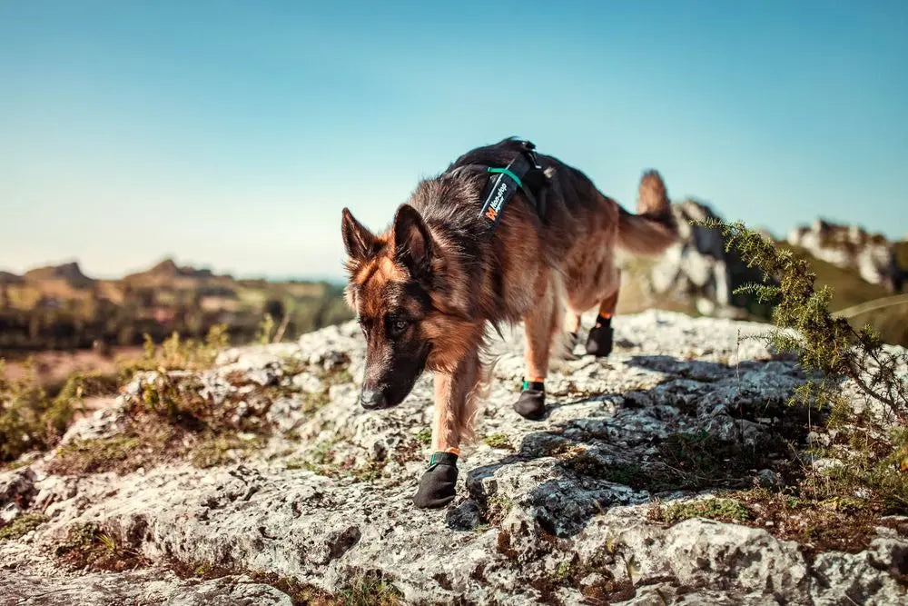 NON-STOP | Botte robuste "Protector" pour chien