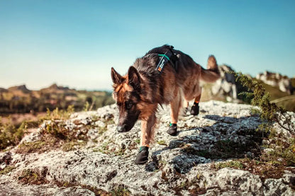 NON-STOP | Botte robuste "Protector" pour chien
