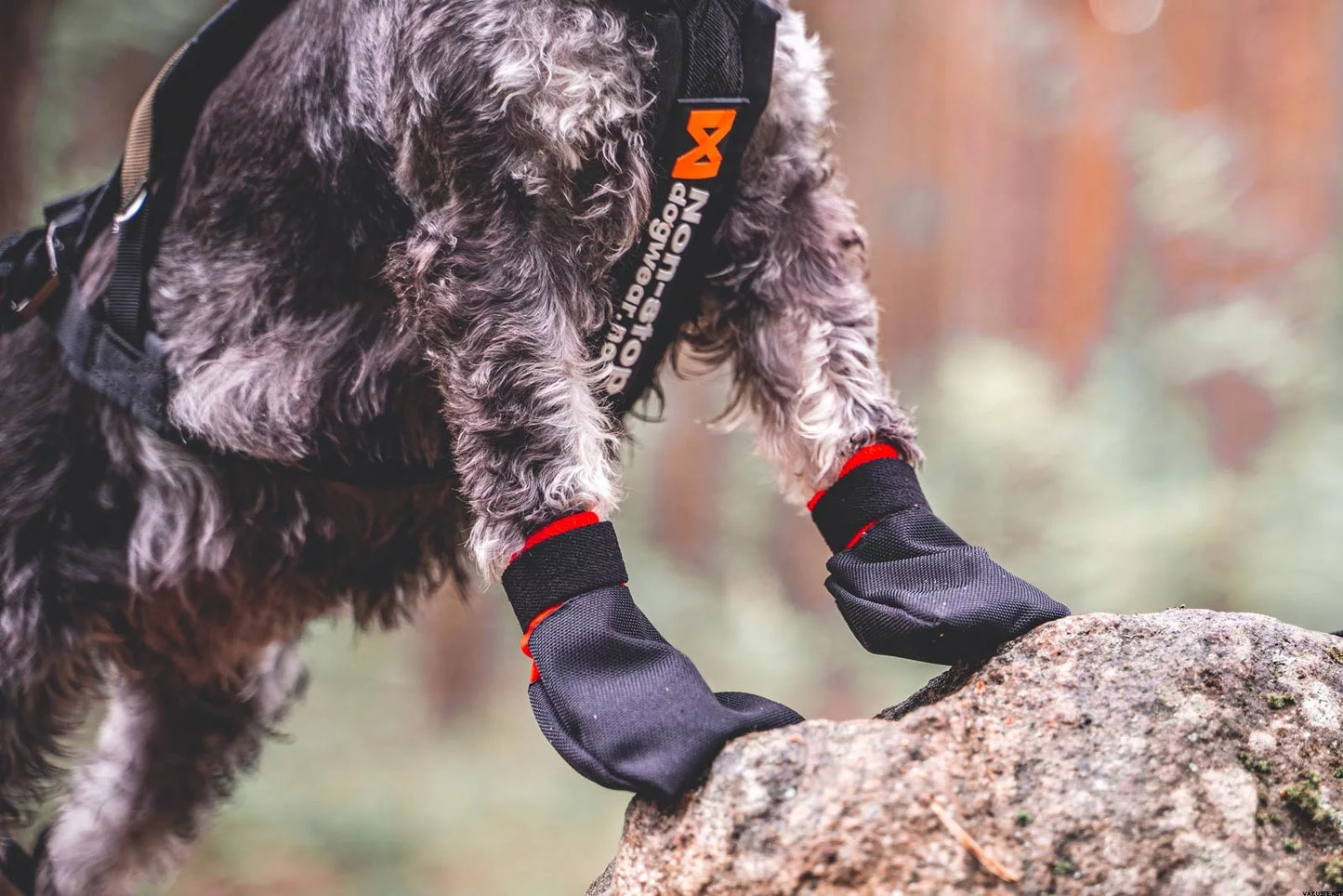 NON-STOP | Solid sock pour chien (paquet 4)