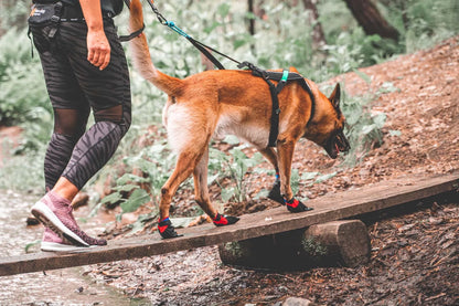 NON-STOP | Solid sock pour chien (paquet 4)