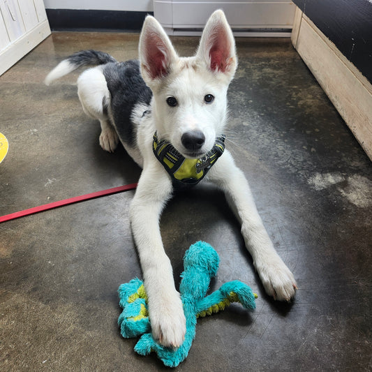 COURS DE GROUPE | Maternelle pour chiots (2 à 4 mois)