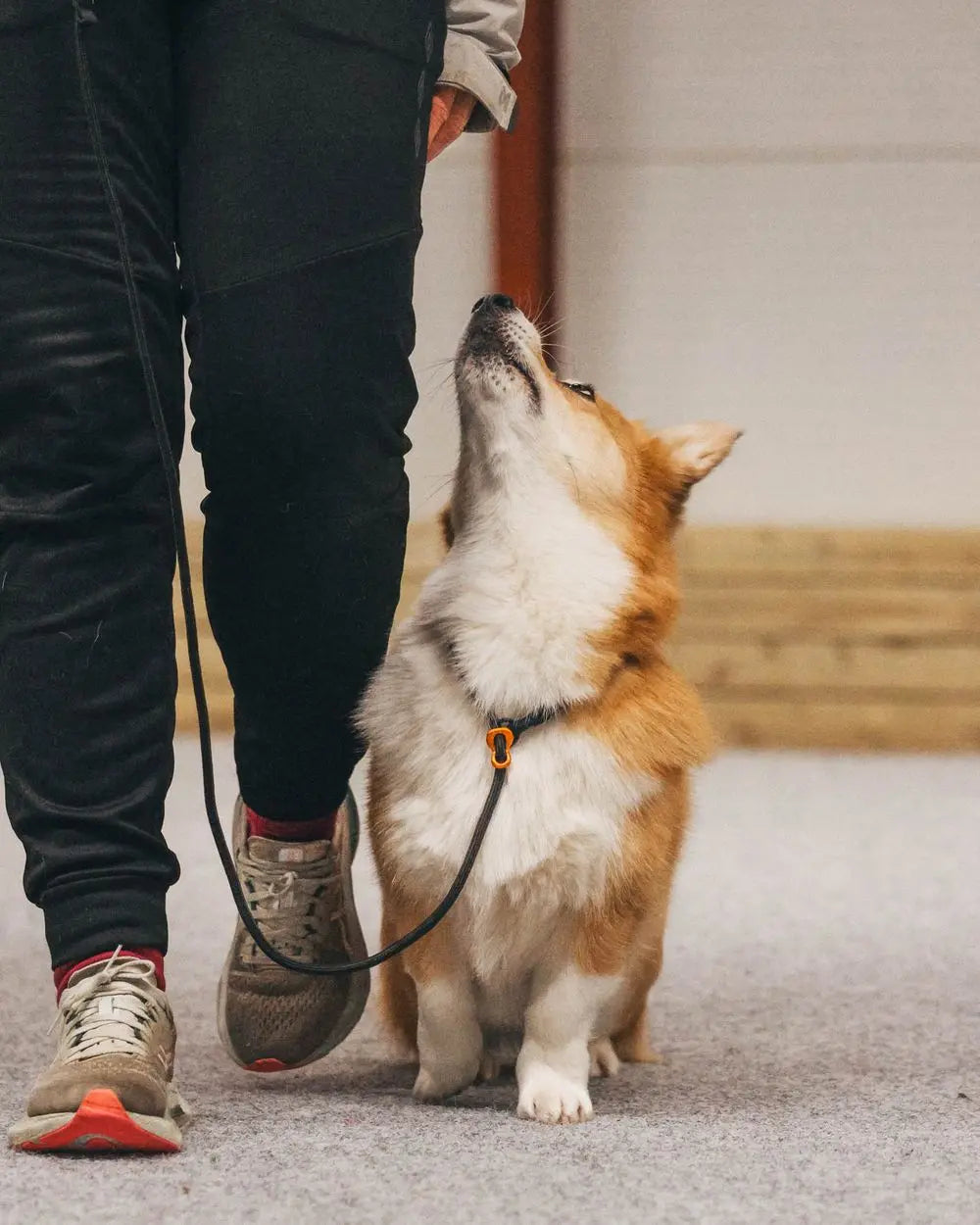 NON-STOP | Laisse lasso pour chien