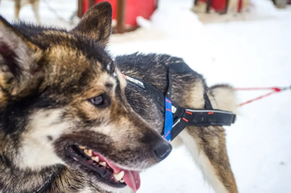 NON-STOP | Harnais Nansen Stick (mushing)
