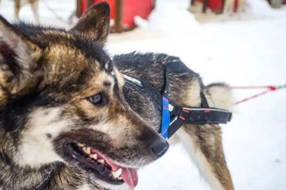 NON-STOP | Harnais Nansen Stick (mushing)
