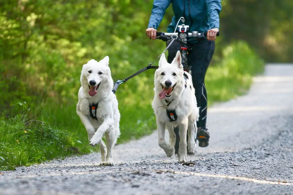 NON-STOP | Laisse en Y pour deux chiens - Touring Double
