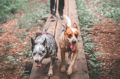NON-STOP | Laisse en Y pour deux chiens - Touring Double
