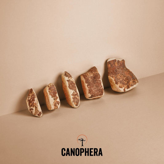 CANOPHERA | Briar root large