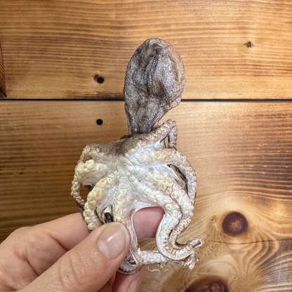 GRAND VALLEY QUAIL | Poulpes lyophilisés 25g