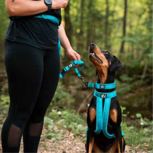 LE CHIEN BLANC | Harnais Hound noir