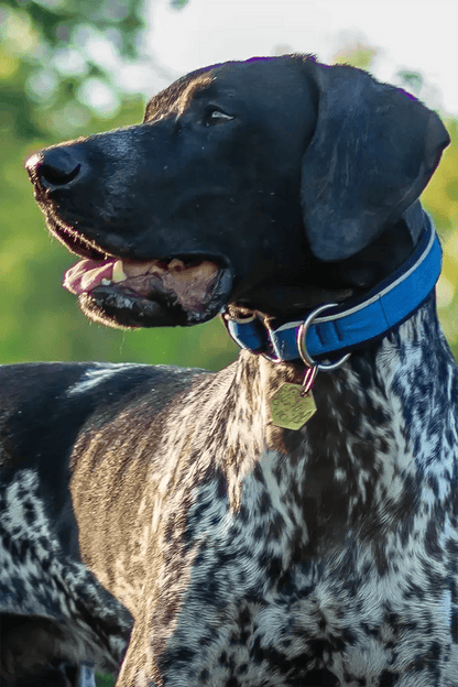 NAHAK | Collier pour chien -sans clip, avec réflecteur