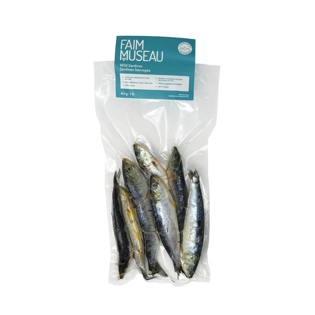 Faim Museau sardines sauvages