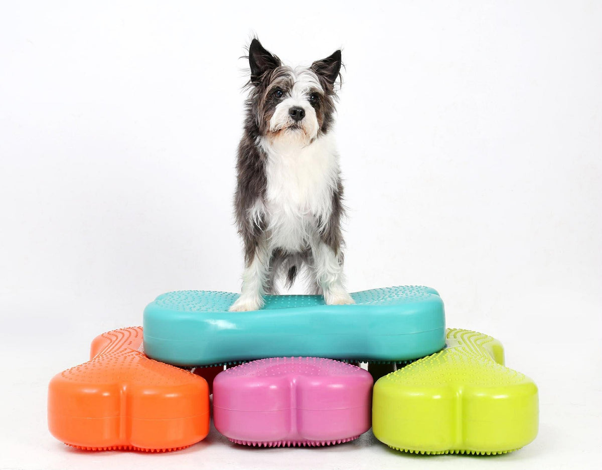 Ateliers de fitness canin (par Fun Fit Canin)