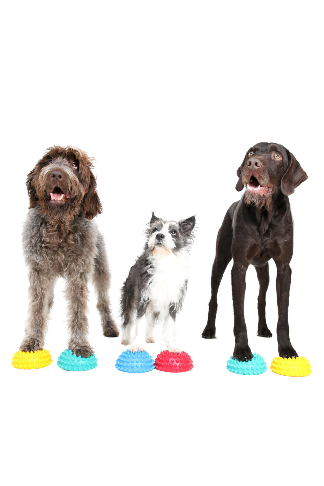 Ateliers de fitness canin (par Fun Fit Canin)