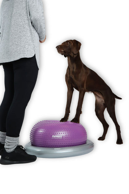 Ateliers de fitness canin (par Fun Fit Canin)