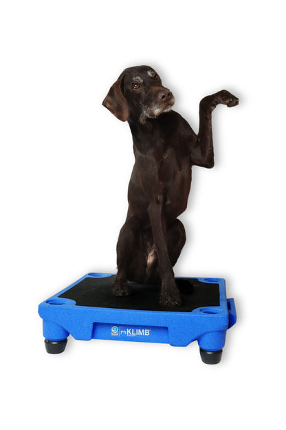 Ateliers de fitness canin (par Fun Fit Canin)