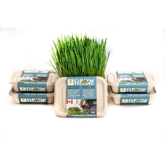 LUCKY KITTY | Grow at home kit oat grass