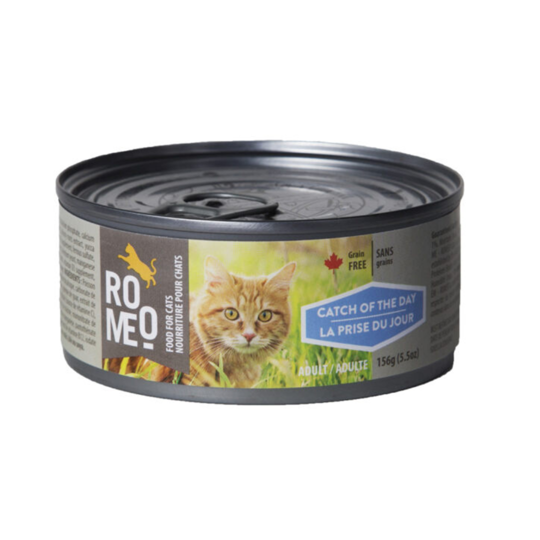ROMÉO | Chat, prise du jour