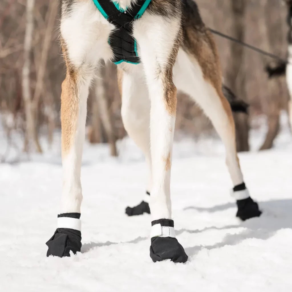 NAHAK | Botte pour chien - surface enneigée