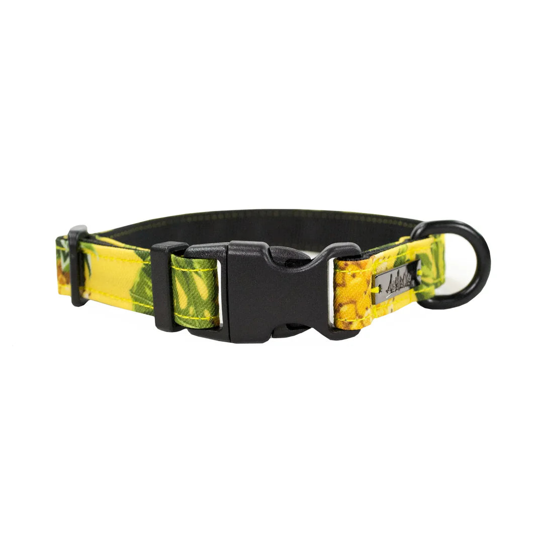AMAROK | Collier classique Piña colada. Nature Animale, votre référence en alimentation animale à Mascouche.