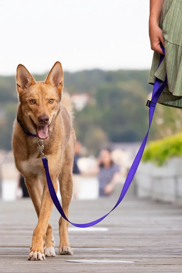 NAHAK | Laisse pour chien