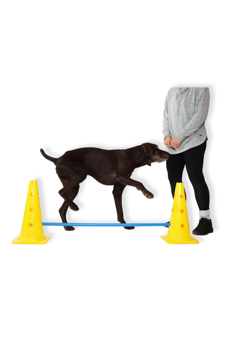 Ateliers de fitness canin (par Fun Fit Canin)