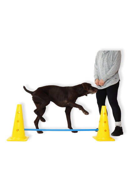 Ateliers de fitness canin (par Fun Fit Canin)