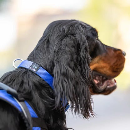 NAHAK | Collier pour chien - sports attelés