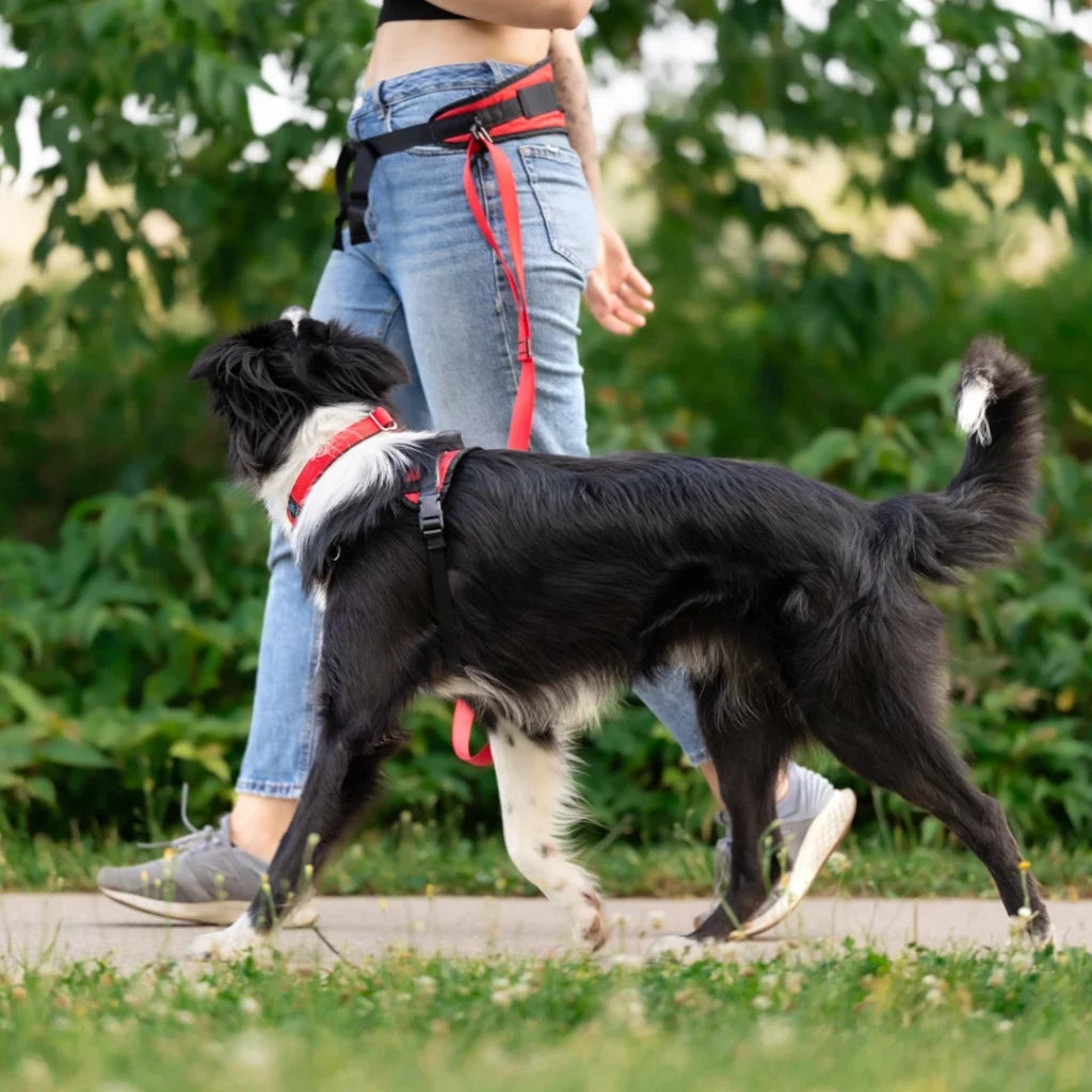 NAHAK | Ceinture multifonctions pour marche ou sports canin. Nature Animale, votre référence en alimentation animale à Mascouche.
